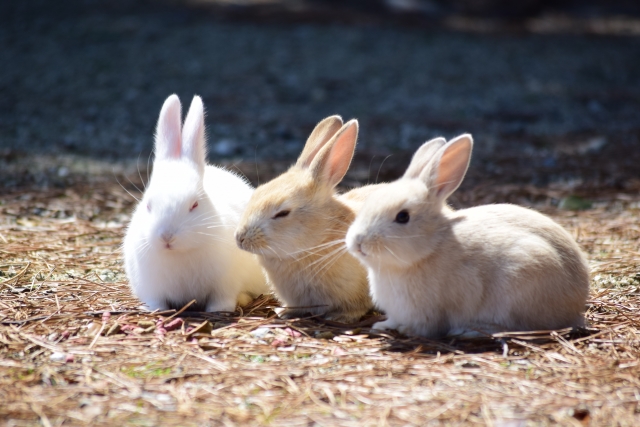 うさぎの肺炎