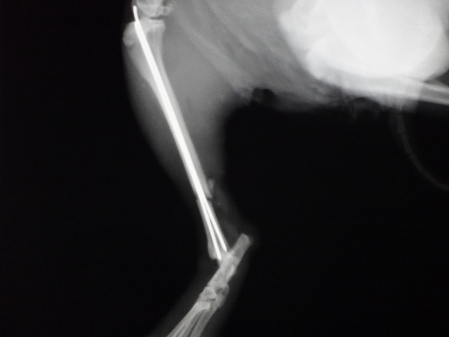 ウサギの脛骨・腓骨骨折